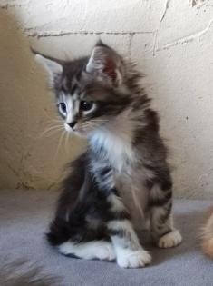 Maine Coon Kitten mit Stammbaum suchen einen neuen Kuschelplatz