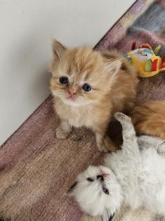Perser kitten mit Nase