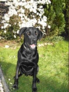 Labrador-Mix sucht neues liebevolles Zuhause