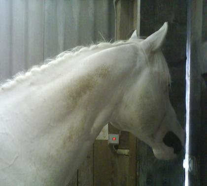 AMERICAN PAINT HORSE- JET-LEO-NOTE