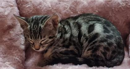 Bengal Katze