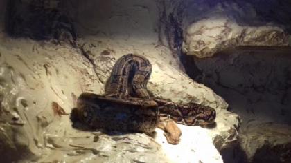 0. 1 Mexican Boa abzugeben