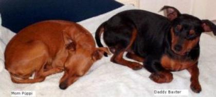 Zwergpinscher Babys, reinrassig, zu verkaufen