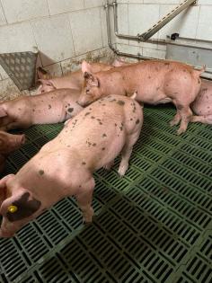 Duroc Pietrain Ferkel, Schinkenschweine