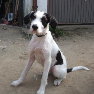 Looney sucht ein Zuhause