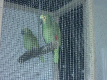 Blaustirnamazonenpaar abzugeben