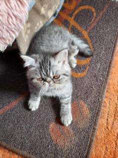 Exotic Shorthair Katerchen sucht liebes zu Hause