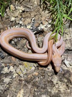 Boa Constrictor