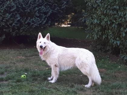 Weisser Schweizer Schäferhund Deckrüde