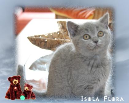 Nur noch ein Kartäuser-Bärchen, typvoll und sehr verschmust, sucht Adoptiveltern