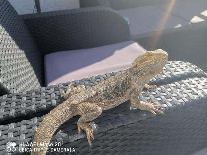 Bartagamenmännchen inkl. Terrarium, Beleuchtung und Zubehör abzugeben