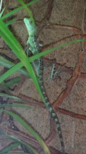 Basiliscus Plumifrons, Stirnlappenbasilisk, jung Männlich, 8 Monate alt