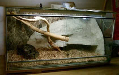 0. 1 Boa Constrictor 1, 60 m 2 Jährig mit Vollglas-Terrarium