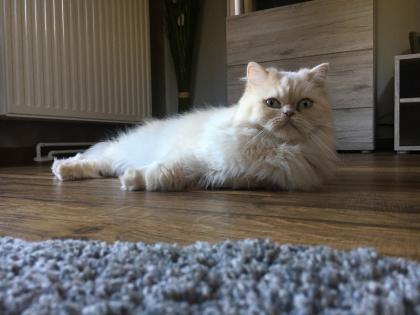 Perser Colorpoint - creme weiß