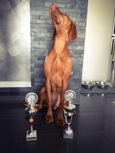 Magyar Vizsla Deckrüde Quentin vom Starkenbrunnen Kein Verkauf