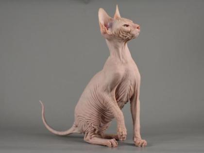 Sphynx Don Kitten mit 2G - Abgabebereit Reinrassige mit Tasthaare