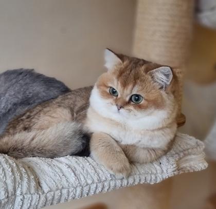 Bkh britisch kurzhaar kitten