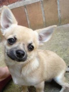 Supersüßer Chihuahua Rüde mit Papieren
