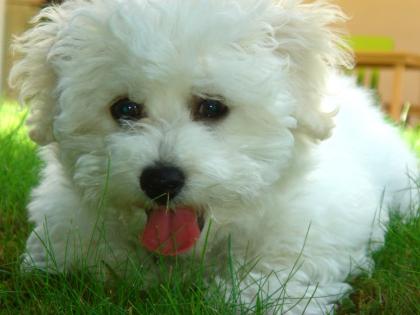Bichon frise Rüde sucht dringend Deckhündin