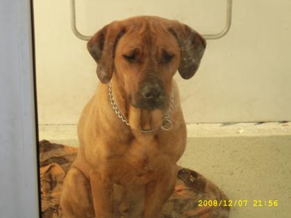 Rhodesian Ridgeback Rüde abzugeben