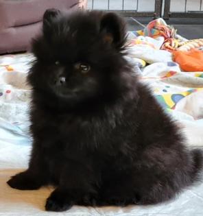 Pomeranian Zwergspitz Welpen