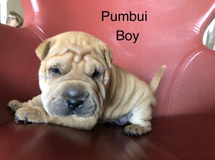 Süße kleine Shar Pei Welpen