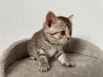 BKH Kitten ab 11. 06. 2022 abzugeben