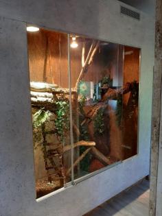 Grüner Leguan Terrarium zu verschenken
