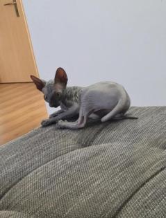 Sphynx Katzen 3 Jungs.