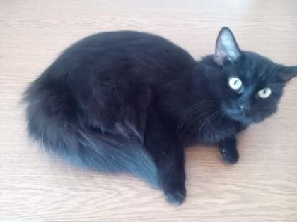 Kleine Norwegische Waldkatze Cleo sucht neues Zuhause