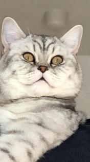 Deckkater BHK