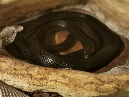 Schwarze Mexiko Königsnatter Lampropeltis getula nigrita