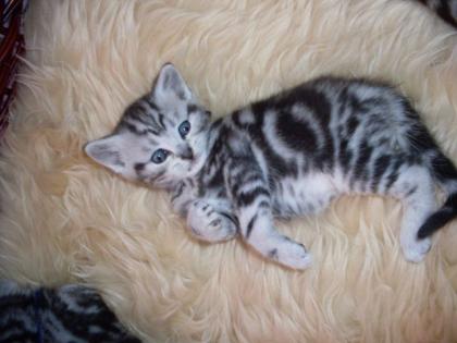 NACHWUCHS IM WHISKASLOOK
