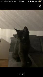 Bkh-Maincoon Kitten suchen ein liebevolles Zuhause