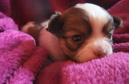 Zuckersüße, typvolle Chihuahuawelpen abzugeben/verkaufen