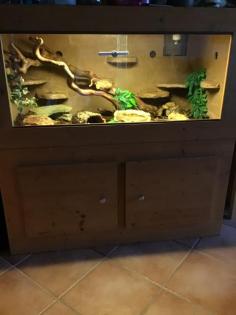 Kornnattern mit Terrarium