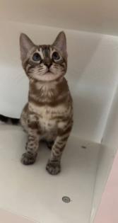 Bengalen mit kompletter Ausstattung