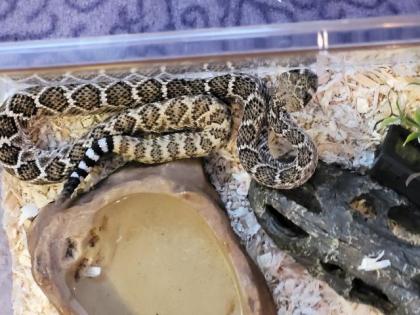 Biete eine 1. 0 Crotalus atrox