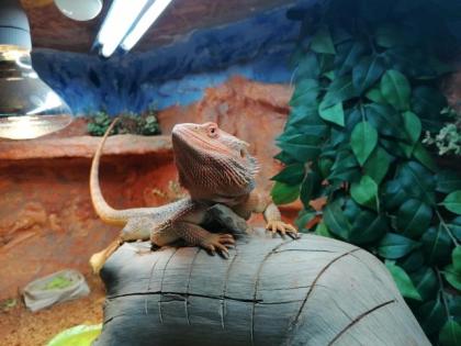 Bartagame incl. Terrarium und Erstausstattung