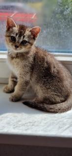 BKH Kitten suchen ein liebevolles neues Zuhause
