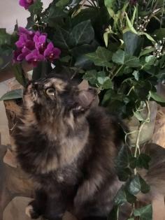 Katze Dori sucht ein liebevolles Zuhause