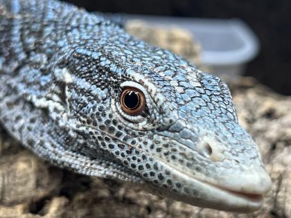 Varanus macraei 1. 0 nz18