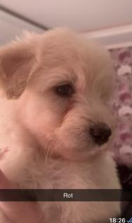 Goldendoodle Medium Samojede
