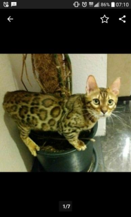 Bengalkitten Katze Kater mit Stammbaum