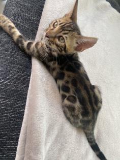 Bengalkitten m/w sofort auszugsbereit