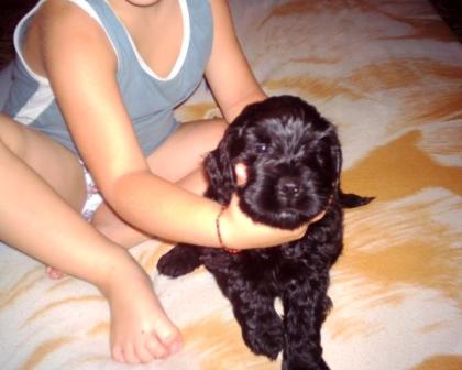 Spaniel-Pudel mischling Welpe