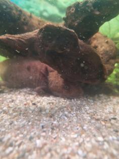 2 Männliche Axolotl Dringend
