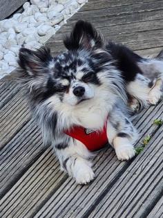 Deckrüde Chihuahua Silber Merle
