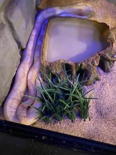 Kornnattern - weiblich inkl. Terrarium und Zubehör