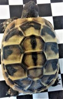 Landschildkröten thb 2021